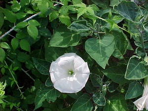 Datura in Raspberries.jpg